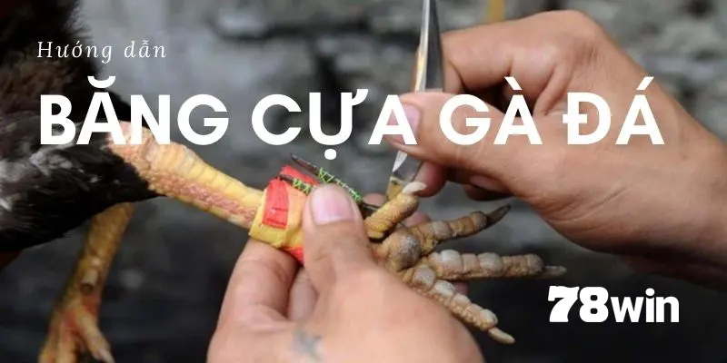 Các dụng cụ cần thiết khi thực hiện băng cựa