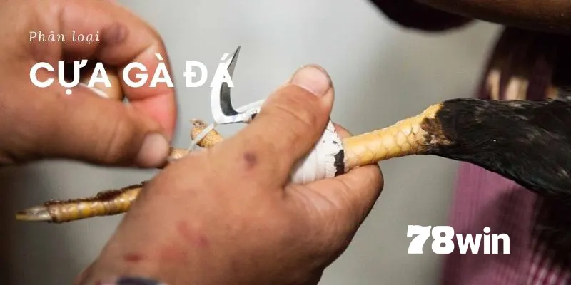 Hướng dẫn quấn băng cựa tròn cho gà